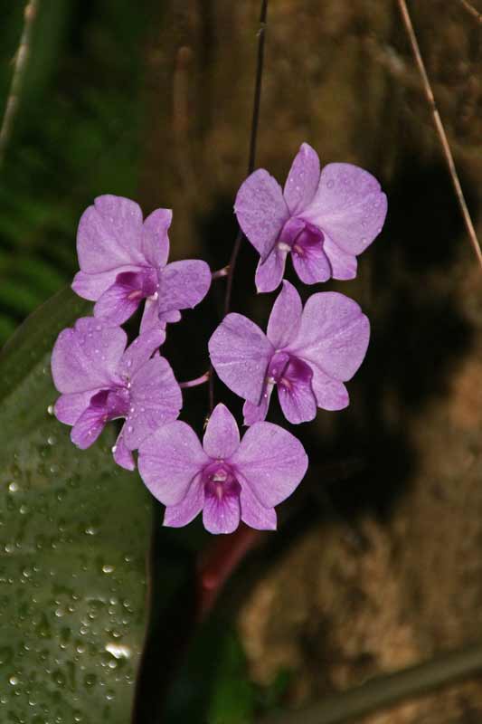 A700 KM18-200 Cooktown Orchid