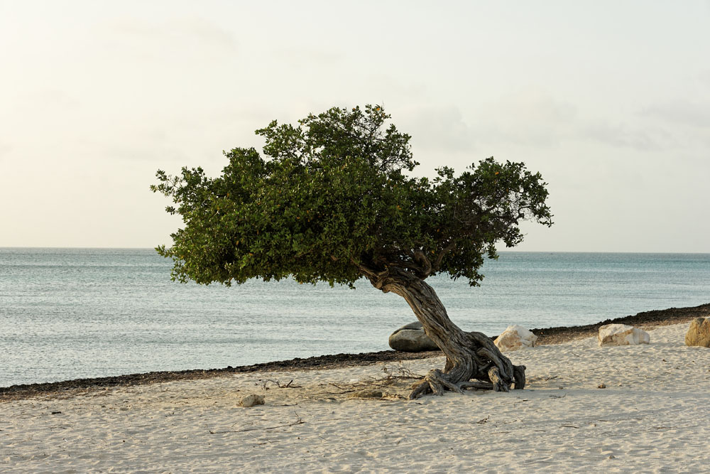 Aruba_tree_1.jpg