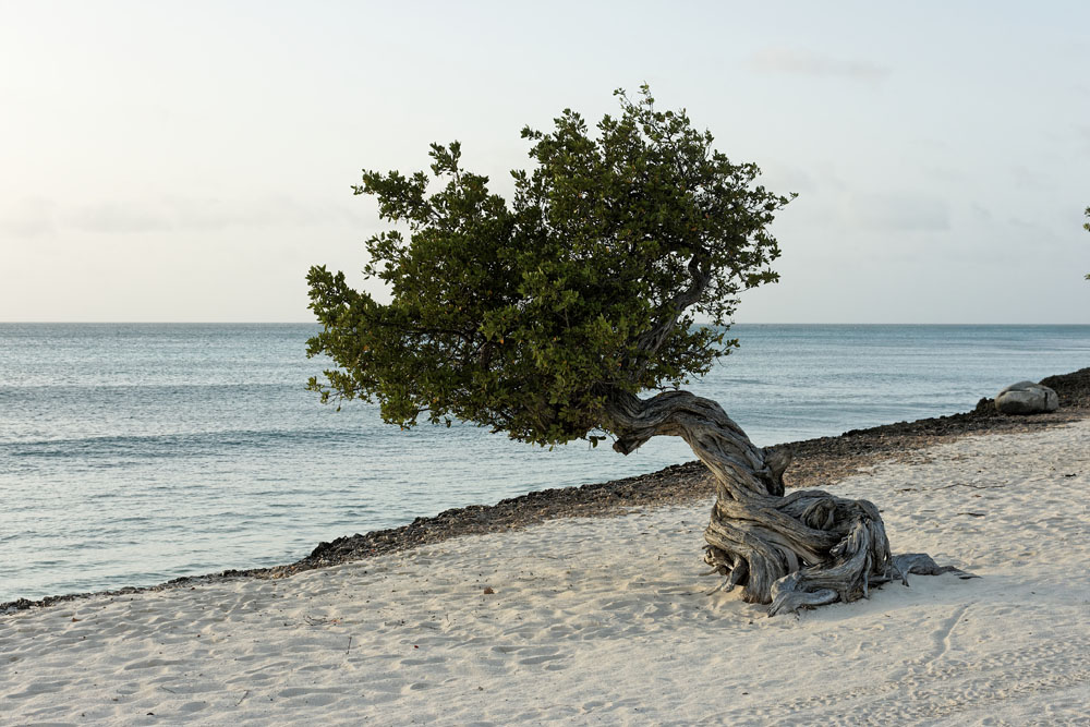 Aruba_tree_2.jpg