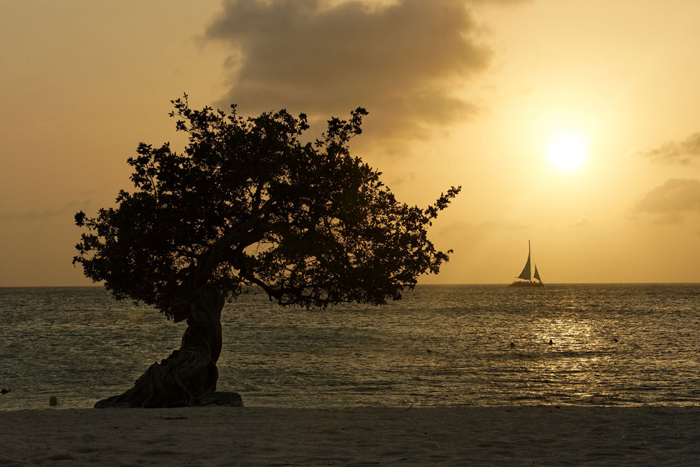 Aruba_tree_3.jpg