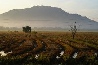 padi field.JPG