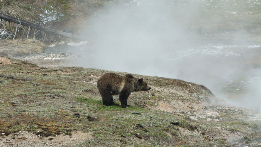 Yellowstone_Grizzly_02_by_mybearjana.jpg