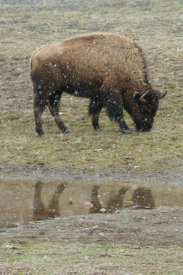 Yellowstone_Bison_02_by_mybearjana.jpg