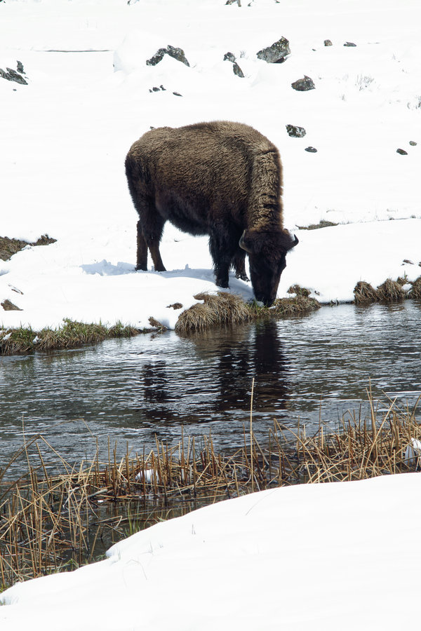 Yellowstone_Bison_03_by_mybearjana.jpg