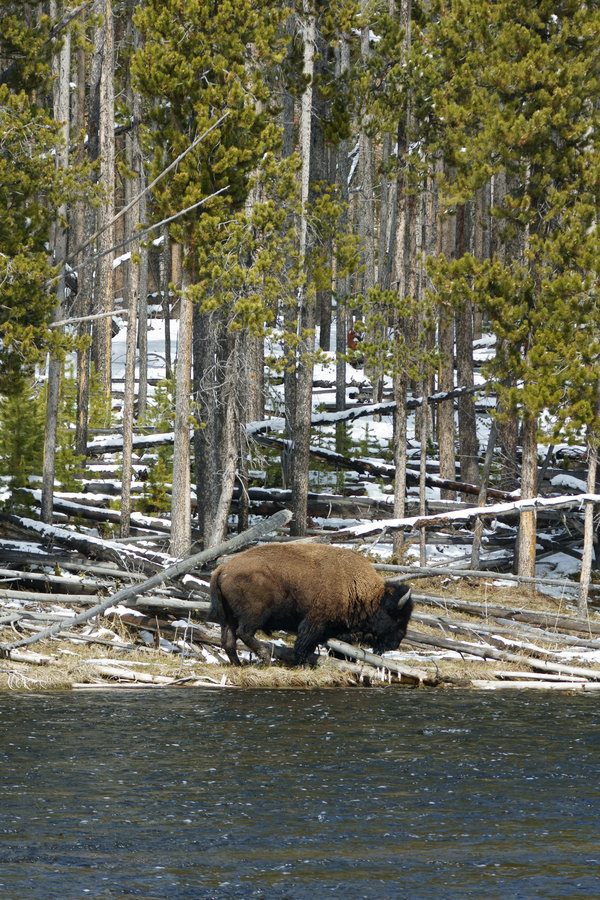 Yellowstone_Bison_01_by_mybearjana.jpg