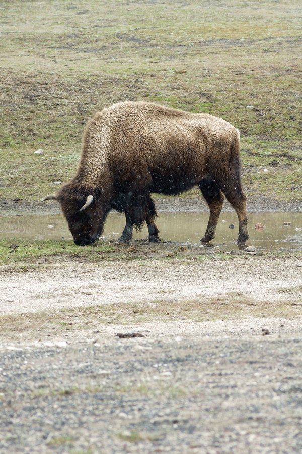 Yellowstone_Bison_04_by_mybearjana.jpg