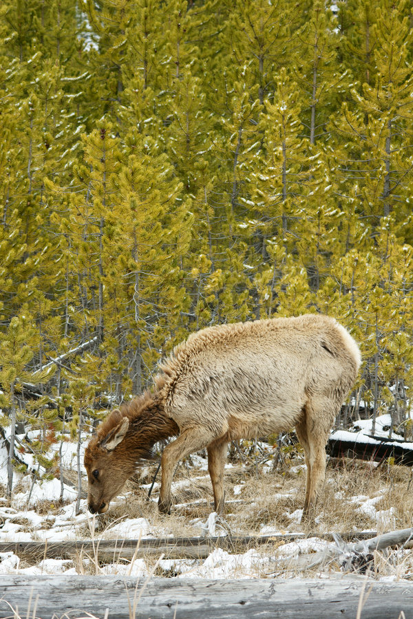 Yellowstone_Elk_02_by_mybearjana.jpg