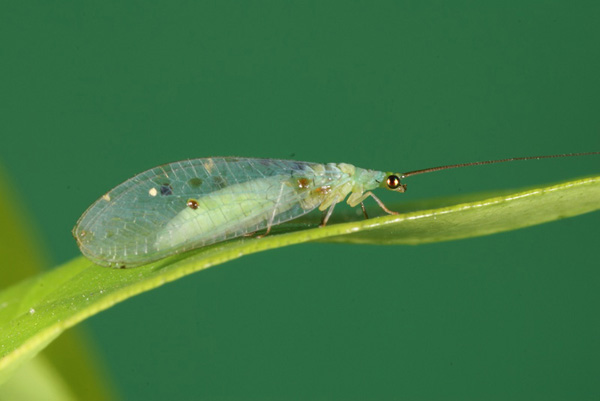 lacewing1  001.jpg