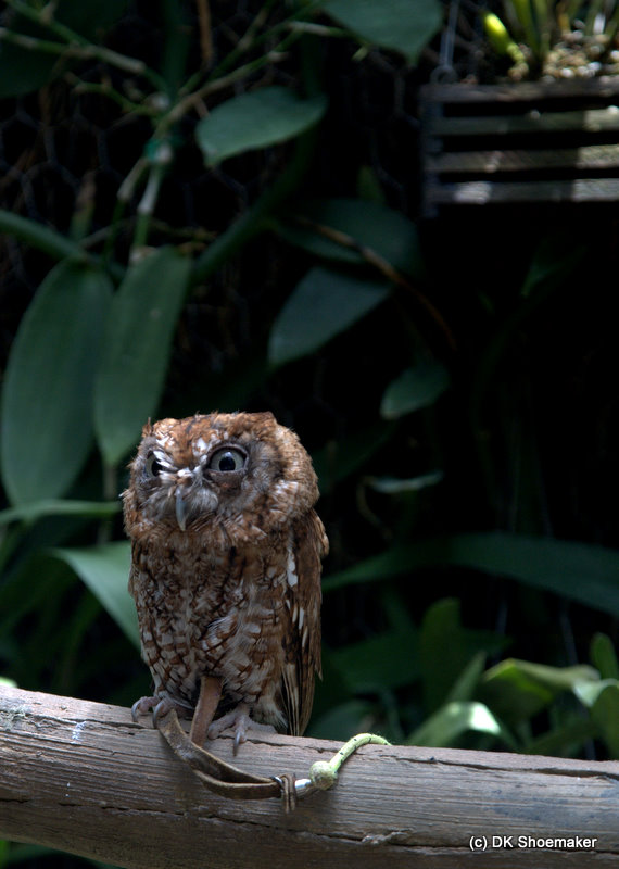 A very sleepy, and pissed, little owl