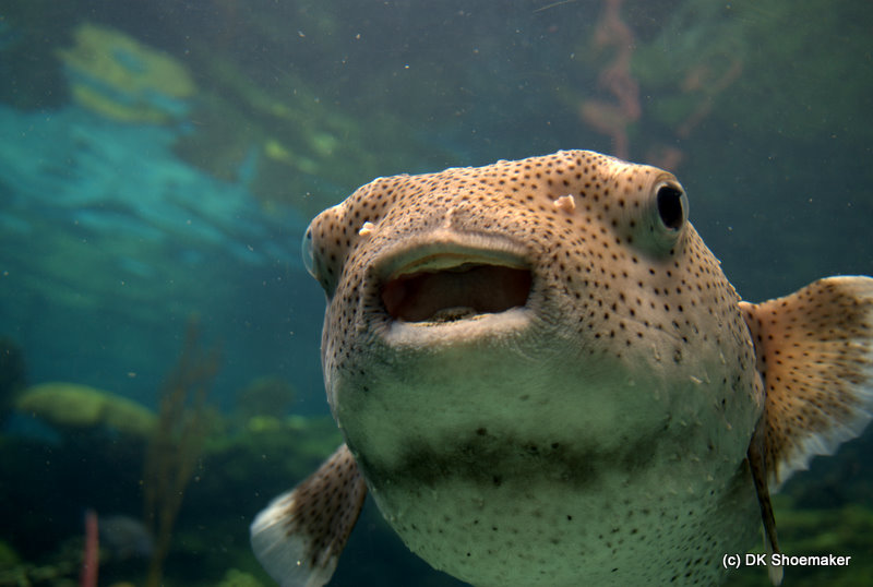 Giant puffer