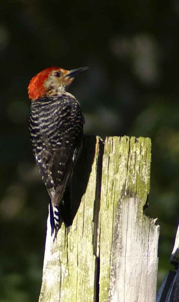 redheadwoodpecker.jpg