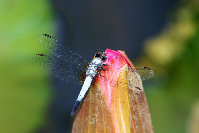 Dragonfly01.jpg