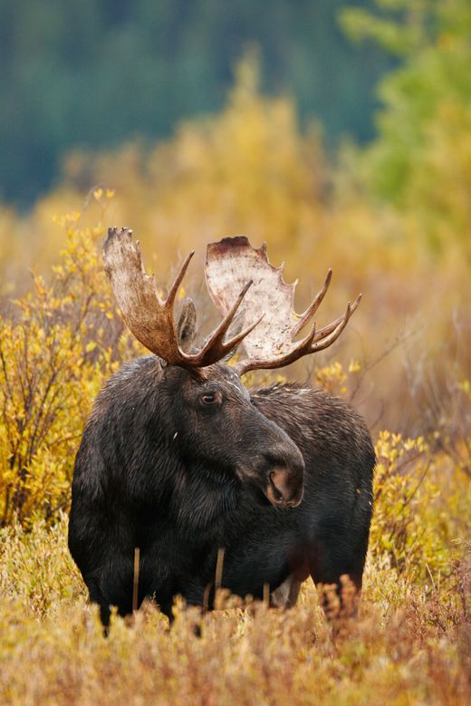 moose-Yellowstone-2008.jpg