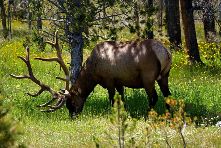 elk-Bighorns2009.jpg