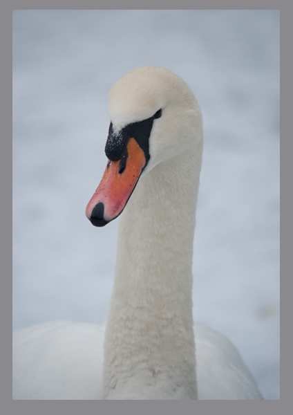 Snow Swan.jpg
