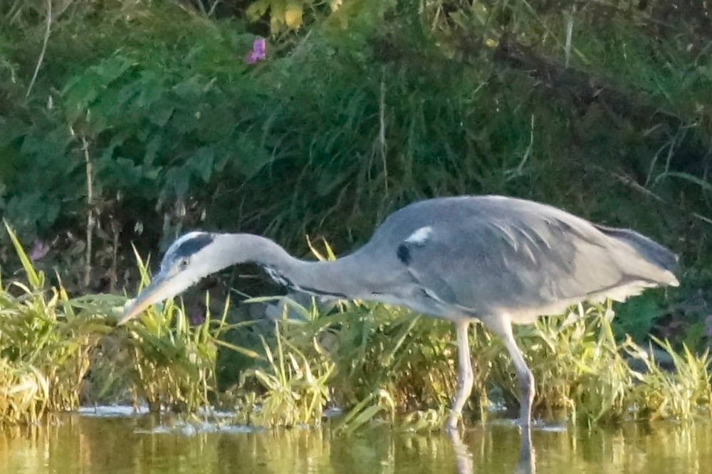 heron-incamjpeg-clip.jpg