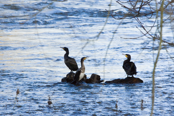 cormorantfamily-full.jpg