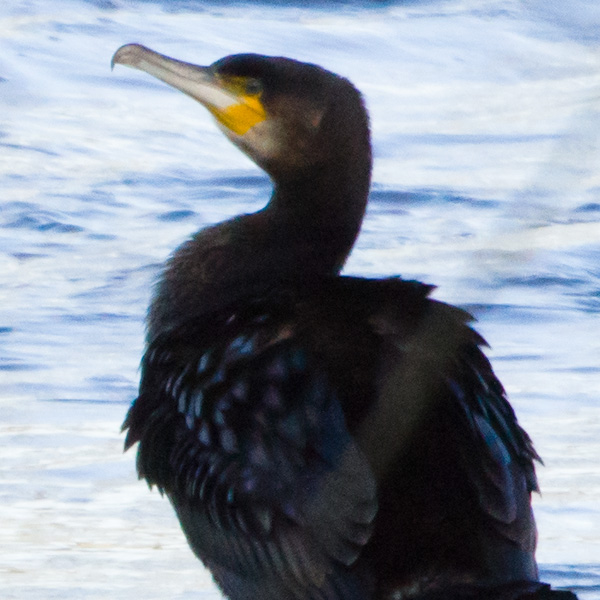 cormorant-70400-f8-iso800-17p5mp-100pc.jpg