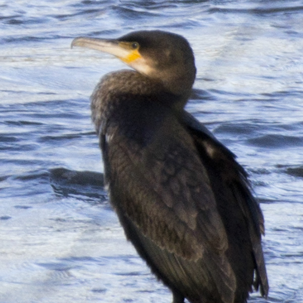 cormorant-70300sigAPOmacA55-f5p6-25mp-100pc.jpg