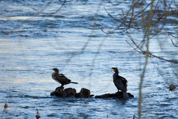 cormorant-70400-5p6-iso200-a77.jpg