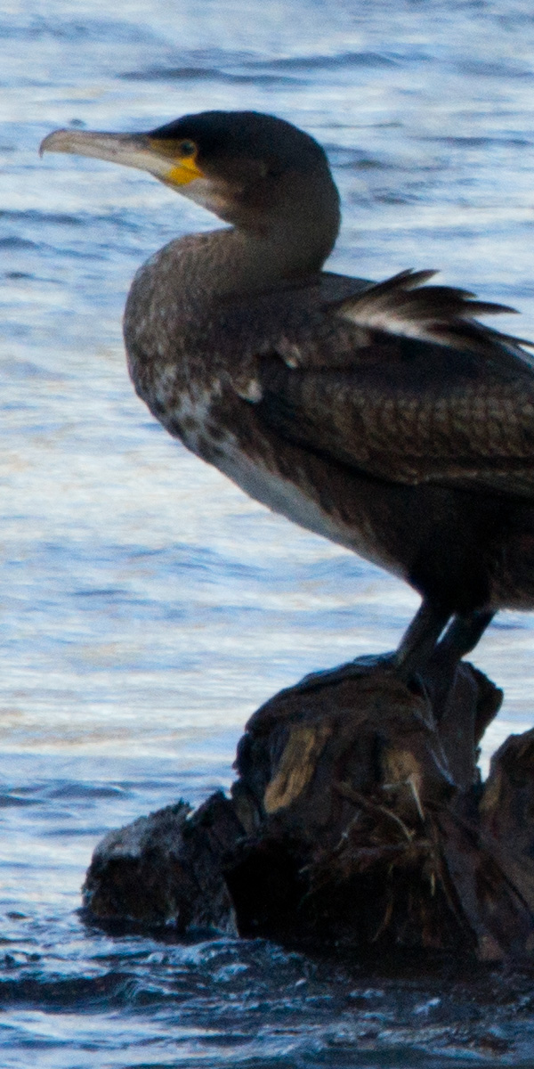 cormorant-70400-5p6-iso-full100pc.jpg