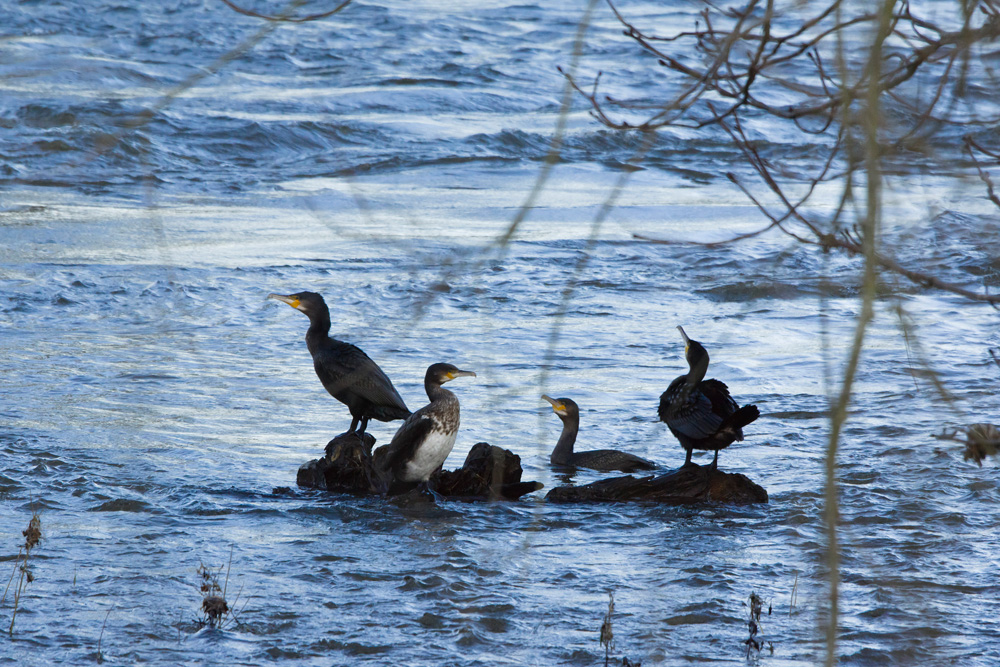 cormorantfamily1-1000.jpg