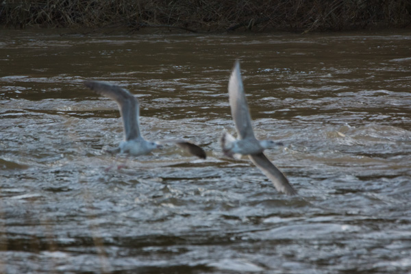 gulls1.jpg