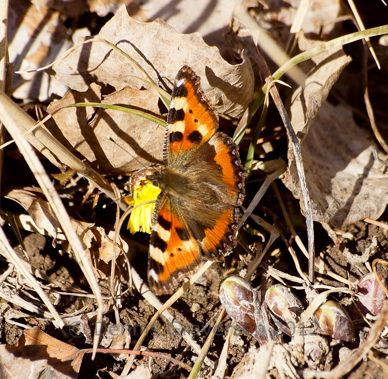 butterfly on coltsfoot-08884.jpg