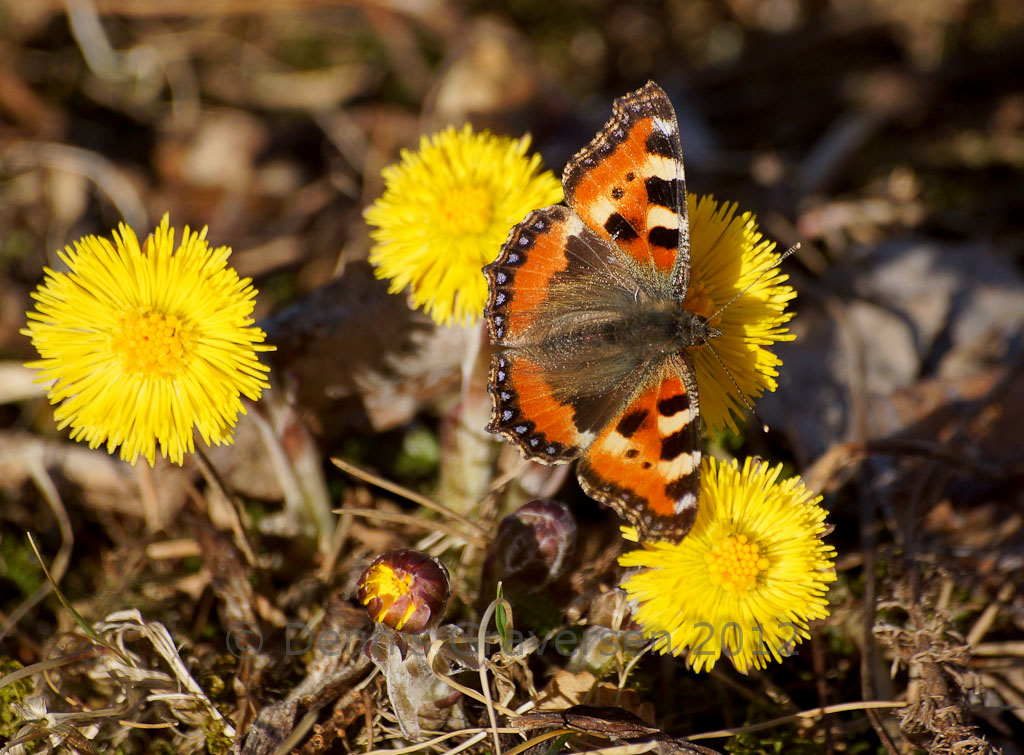 butterfly on a coltsfoot-09321.jpg