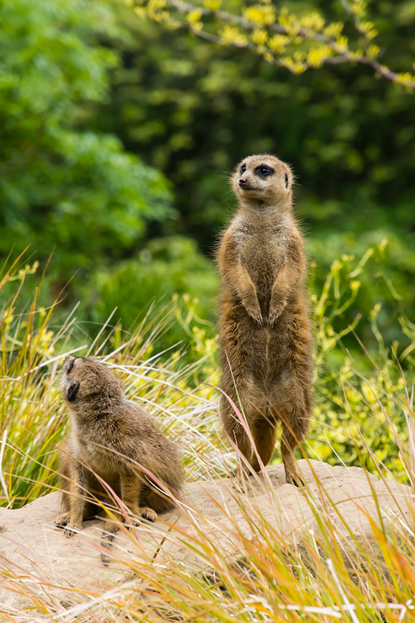 meerkatshotNEX7.jpg