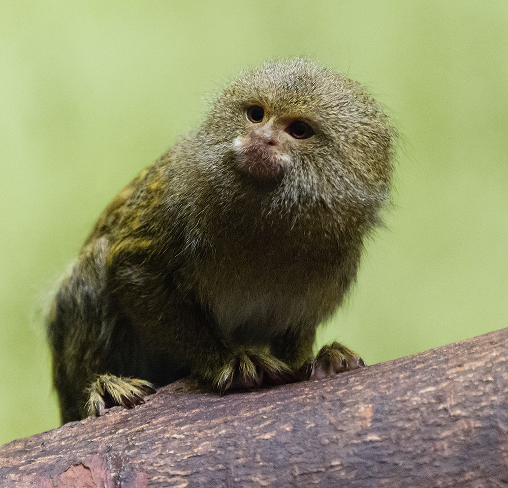 pygmymarmoset-300mm-6400-5p6-30th.jpg