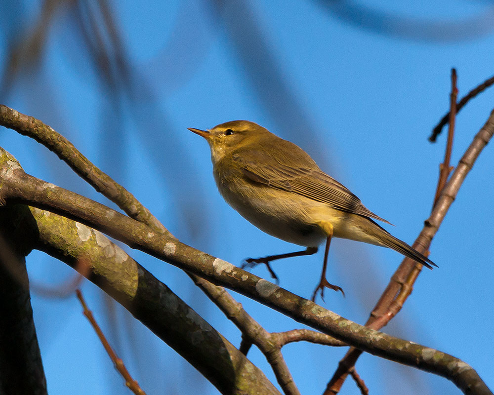 chiffchaff.jpg