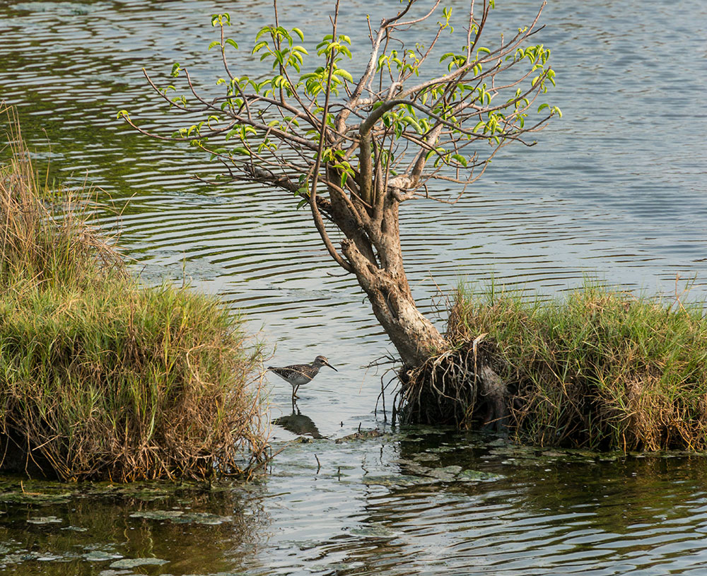 cochinsandpiper-web.jpg