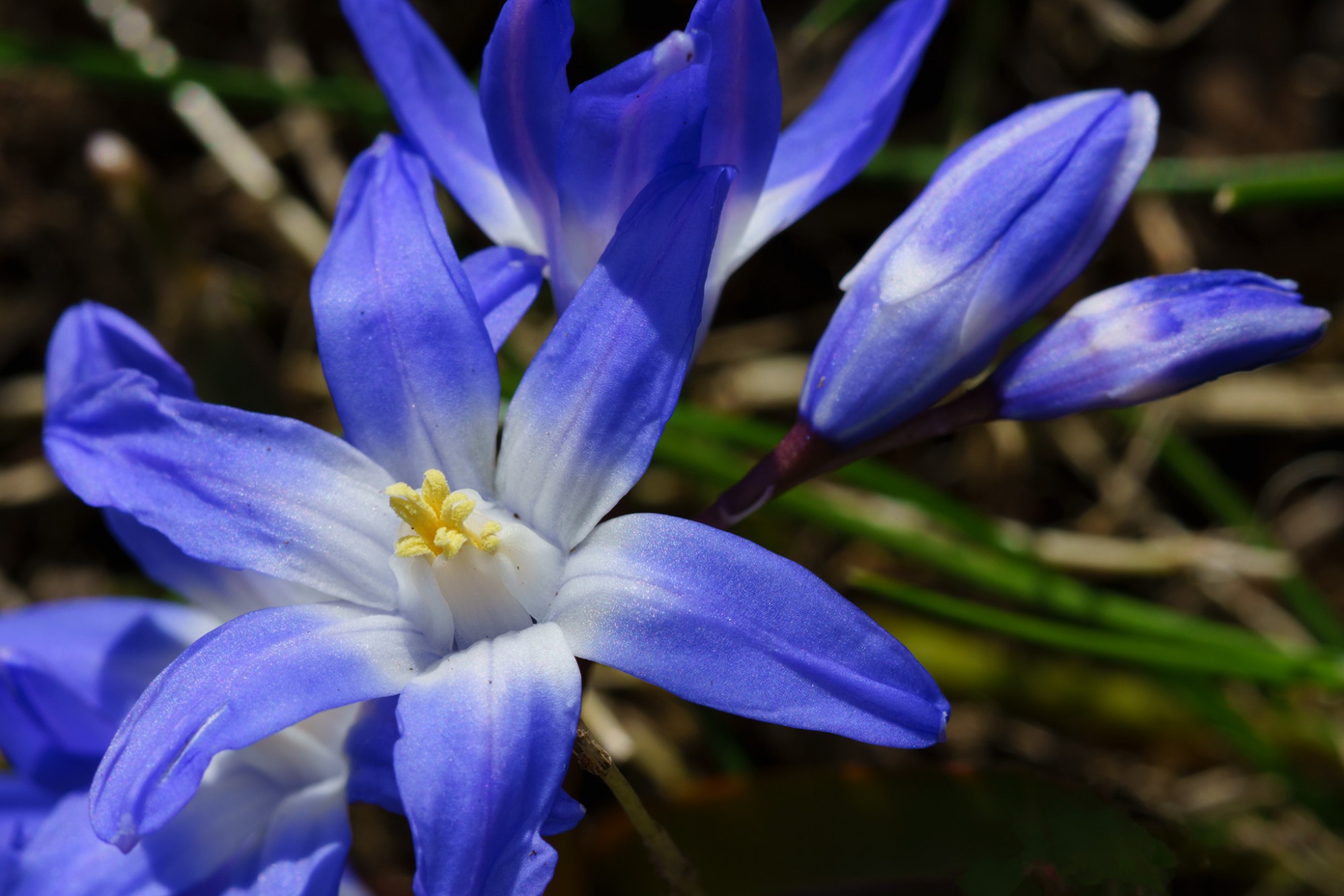 squill-chionodoxaforbesii-starofsnow1-fb.jpg