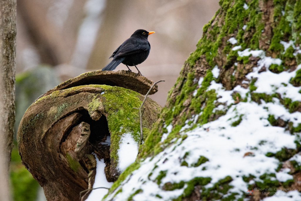 _DSC9853-Redigera-Redigera-500kb 1024px.jpg