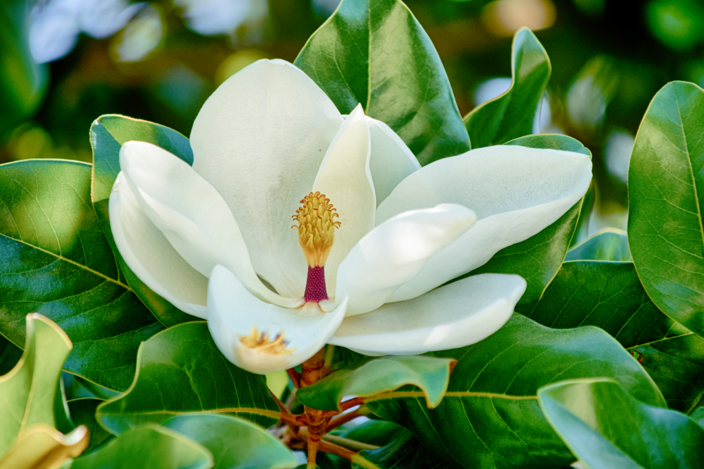 Magnolia DSC00151_Nik-1_HDR.jpg