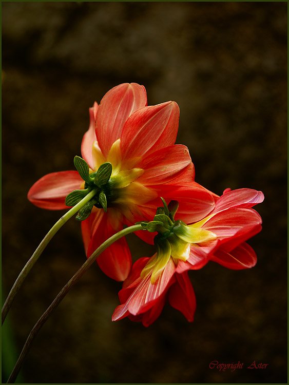 Dahlia Blooms from the Back - 20 July 2010 - 09.09 am.jpg