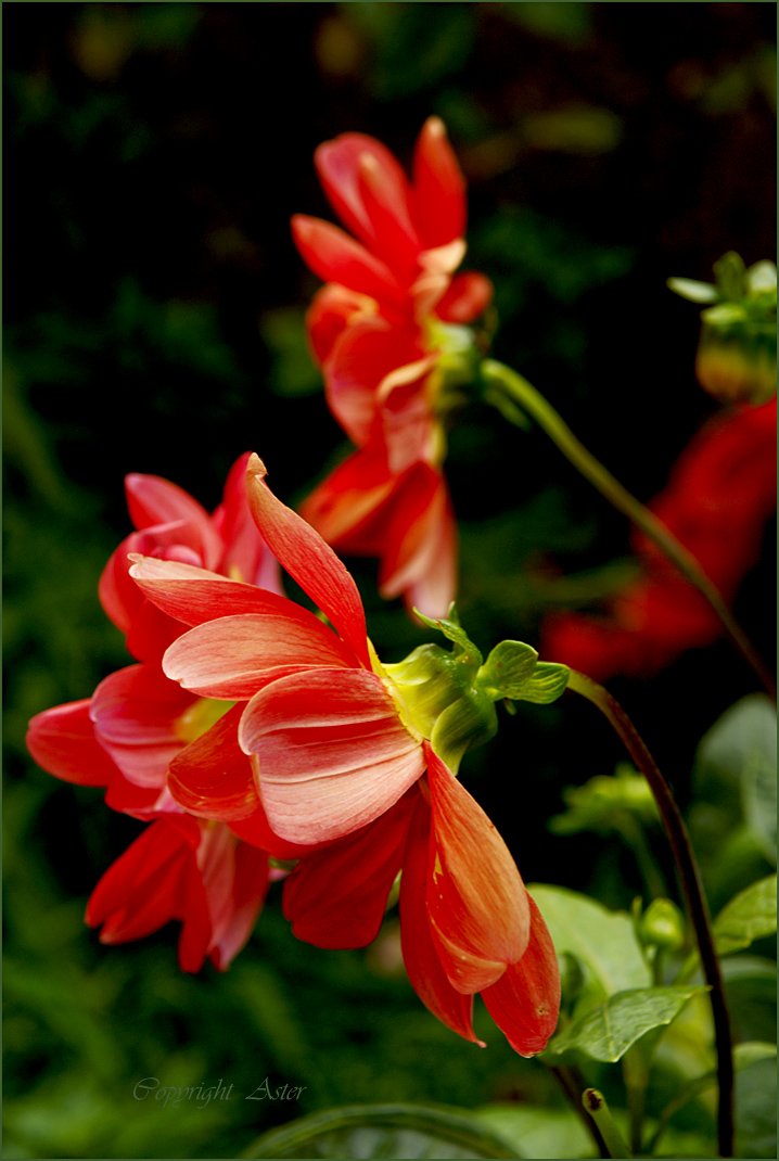 Dahlias - 20 July 2010 - 09.09 am -Sony a100.jpg