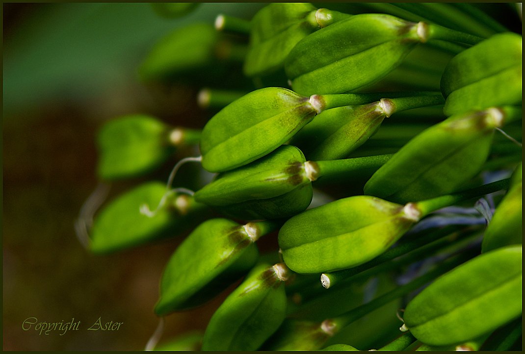 Agapanthus Seed Pods - 30 July 2010 - 08.54am - DSLR-A100.jpg