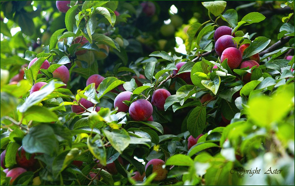 Red Plums - 28 June 2010 -12.04 pm.jpg