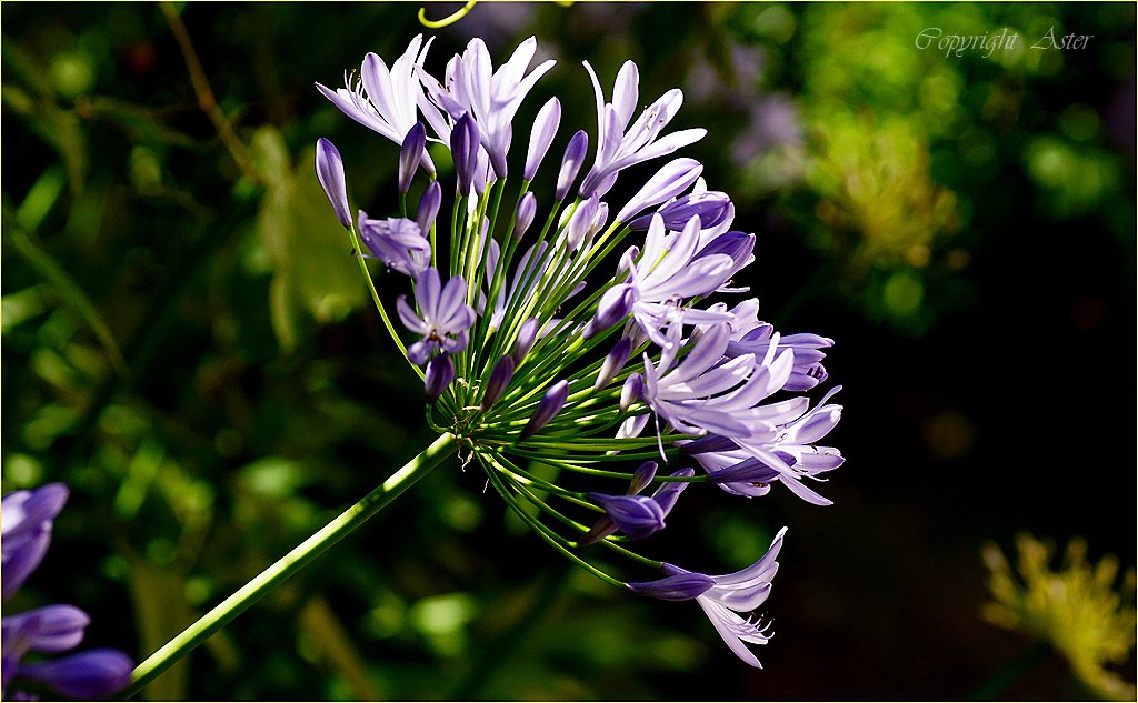 Agapanthus Leaning-05.07.2020.jpg