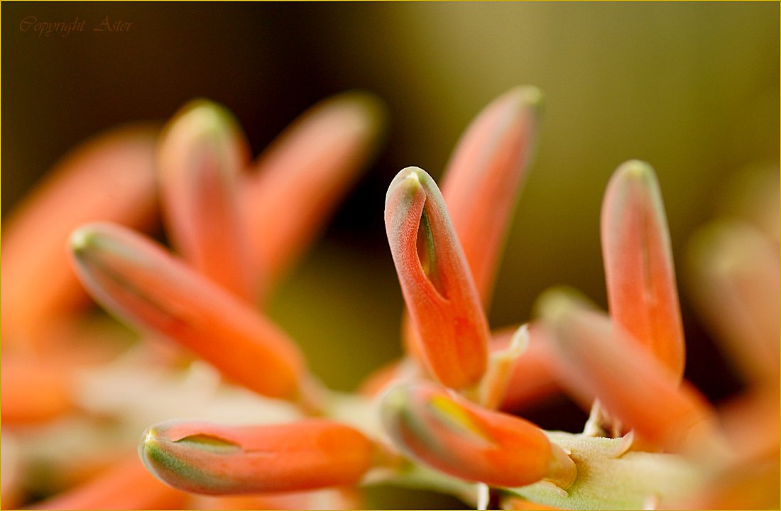 -Aloe Vera 'H' take-29.05.2021-10.37am-A6000-Tamron 90mm.jpg