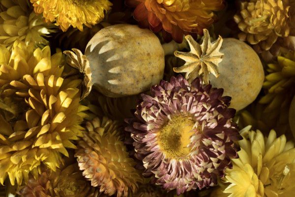 driedflowers-A7RII-web