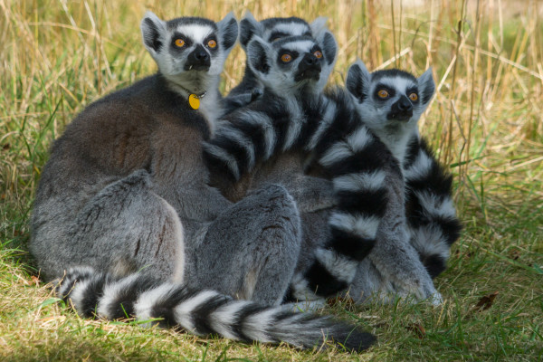 lemurs-240mmf9-iso400-crop