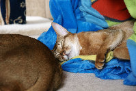 The Easy Life