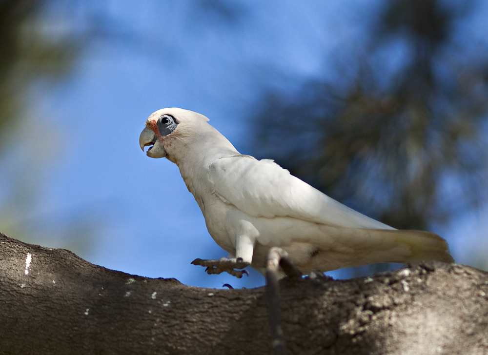 White Cocky Cropped.jpg
