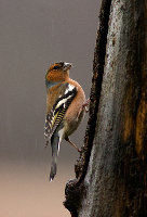 Chaffinch in Rain