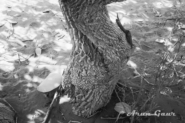 Leaf & the Sand-II-Photoclub.jpg