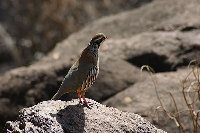 a350redlegpartridge.jpg