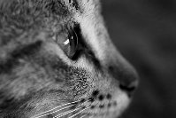 cat1.JPG